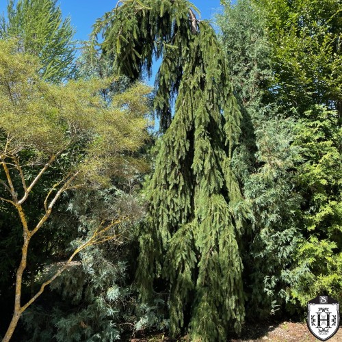 Picea abies 'Frohburg' - Harilik kuusk 'Frohburg' C2/2L